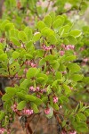 Green Manzanita blossoms & foliage