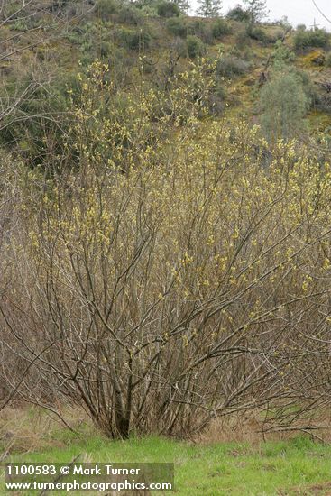 Salix lasiolepis