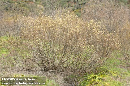 Salix lasiolepis