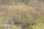 Arroyo Willow (male)