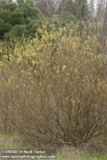 Salix lasiolepis