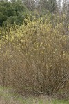 Arroyo Willow (male)