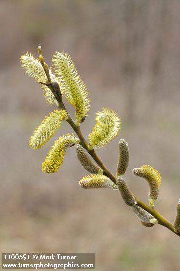 Salix lasiolepis