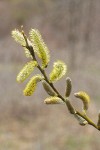 Arroyo Willow male catkins