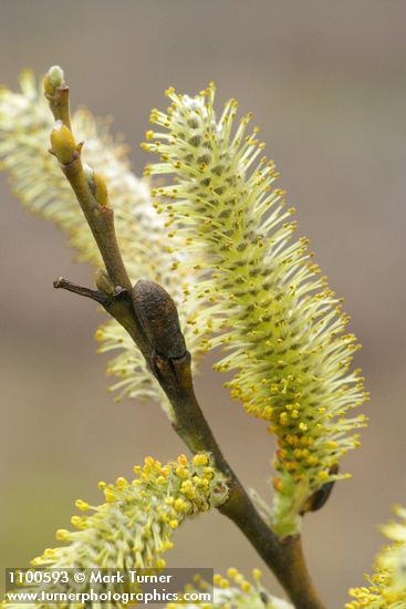 Salix lasiolepis