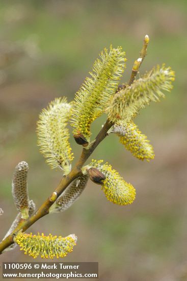 Salix lasiolepis