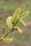 Arroyo Willow male catkins