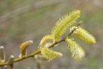 Arroyo Willow male catkins