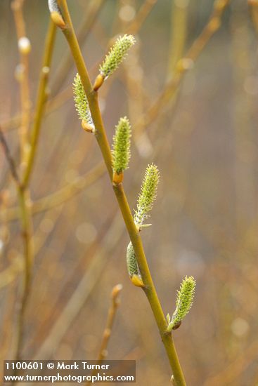 Salix lasiolepis