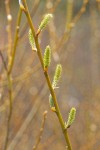 Arroyo Willow female catkins & twig