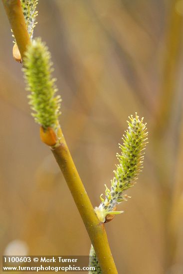 Salix lasiolepis