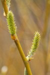 Arroyo Willow female catkins & twig detail