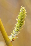 Arroyo Willow female catkin detail