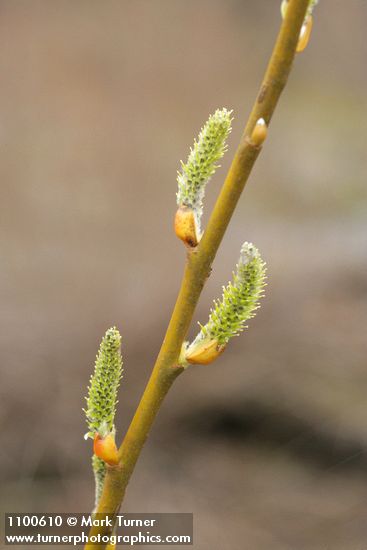 Salix lasiolepis