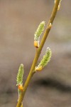 Arroyo Willow female catkins & twig