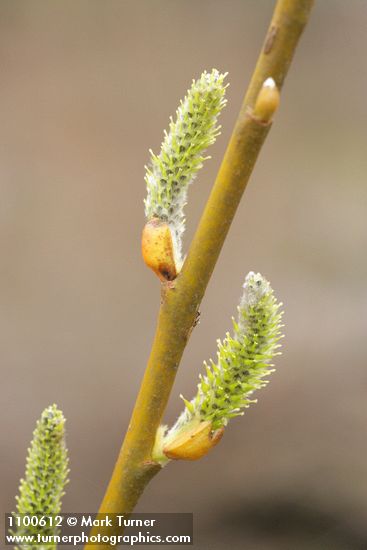 Salix lasiolepis