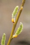 Arroyo Willow female catkins & twig detail