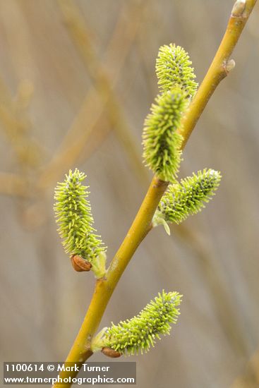 Salix lasiolepis