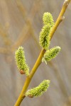 Arroyo Willow female catkins & twig detail