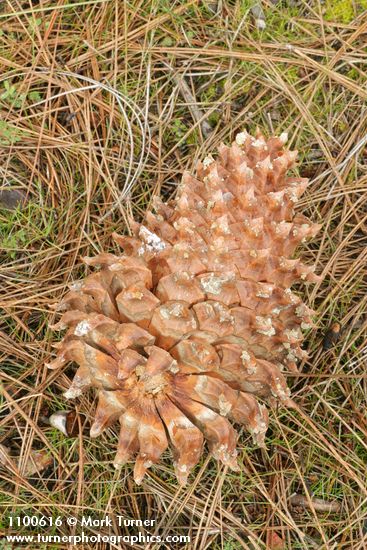 Pinus sabiniana