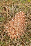 Grey Pine (Ghost Pine) cone