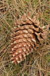 Grey Pine (Ghost Pine) cone