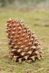 Grey Pine (Ghost Pine) cone