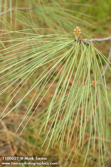 Pinus sabiniana