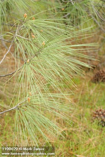 Pinus sabiniana