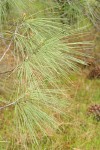 Grey Pine (Ghost Pine) twigs & needles