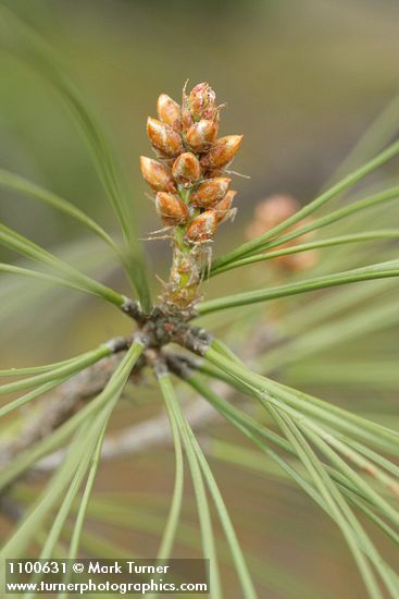 Pinus sabiniana