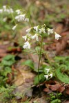 California Toothwort