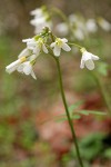 California Toothwort blossoms