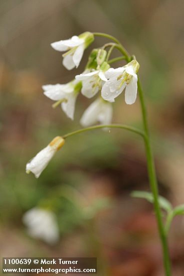 Cardamine californica