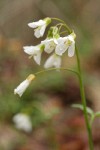 California Toothwort blossoms