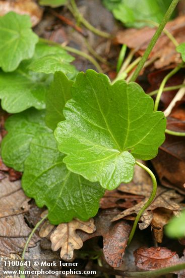 Cardamine californica