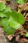 California Toothwort rhizome leaves detail