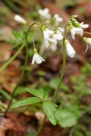 California Toothwort blossoms & cauline leaves