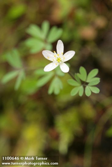 Enemion stipitatum