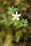 Siskiyou False Rue Anemone