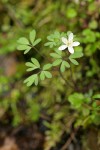 Siskiyou False Rue Anemone