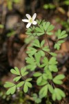 Siskiyou False Rue Anemone