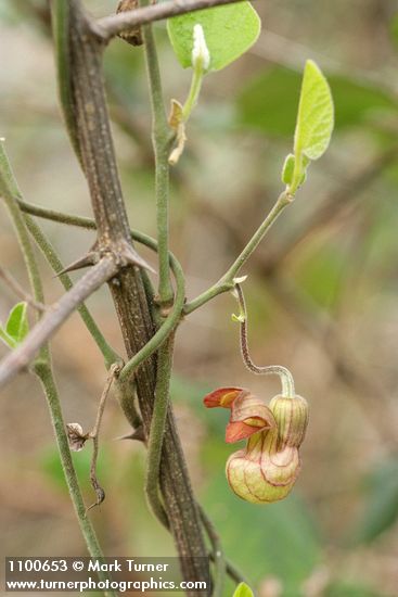 Aristolochia californica