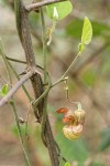 California Dutchman's Pipe blossom & emerging foliage