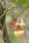 California Dutchman's Pipe blossom detail