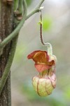 California Dutchman's Pipe blossom detail