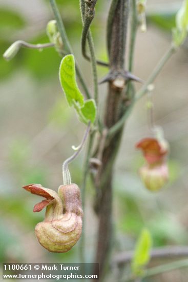 Aristolochia californica