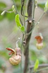 California Dutchman's Pipe blossom & emerging foliage