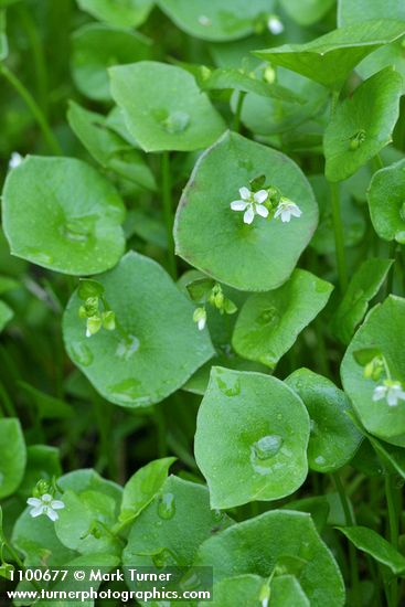 Claytonia perfoliata