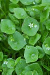 Miner's Lettuce blossom & foliage